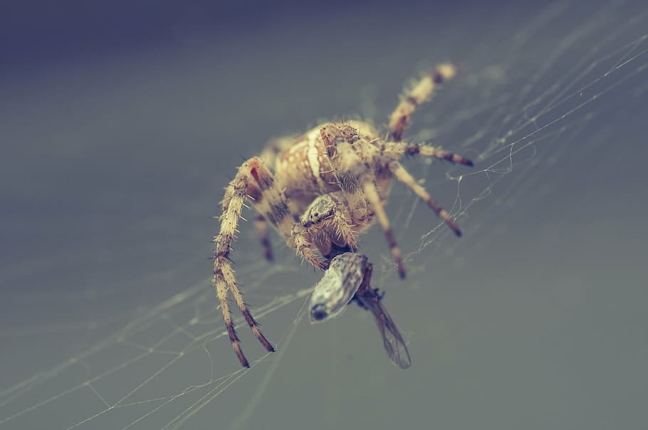 spider, network, caught, close, arachnid, cobweb, nature, insect HD wallpaper