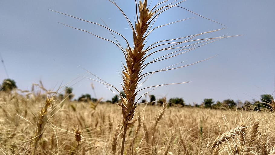 wheat, straw, cereal, field, crop, plant, agriculture, landscape HD wallpaper