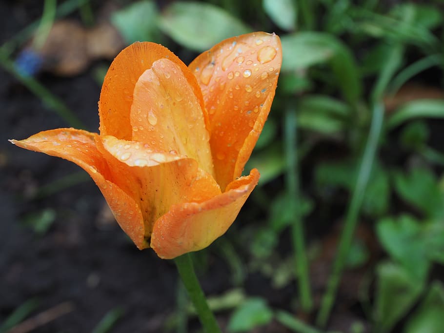 Flower, Tulip, Spring, Garden, Flora, nature, plant, leaf, yellow HD wallpaper
