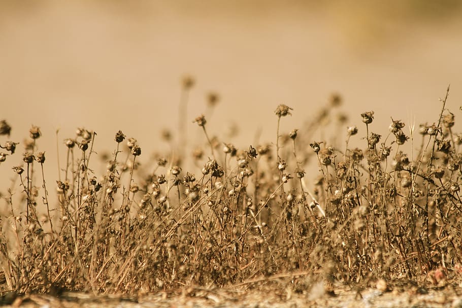 withers, desert, hot, summer, brown, dead, plant, barren, dry HD wallpaper