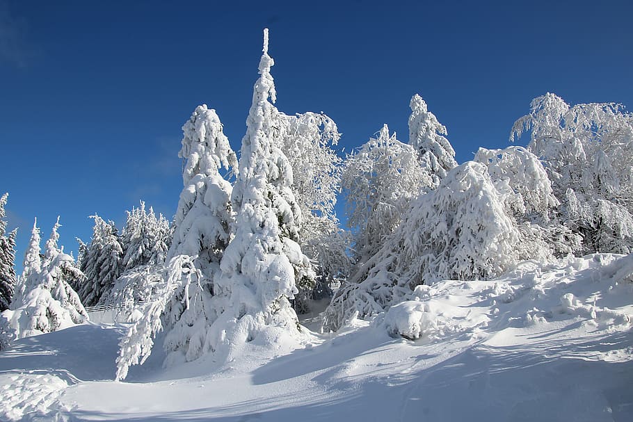 trees covered in snow, winter, winter forest, wintry, cold HD wallpaper