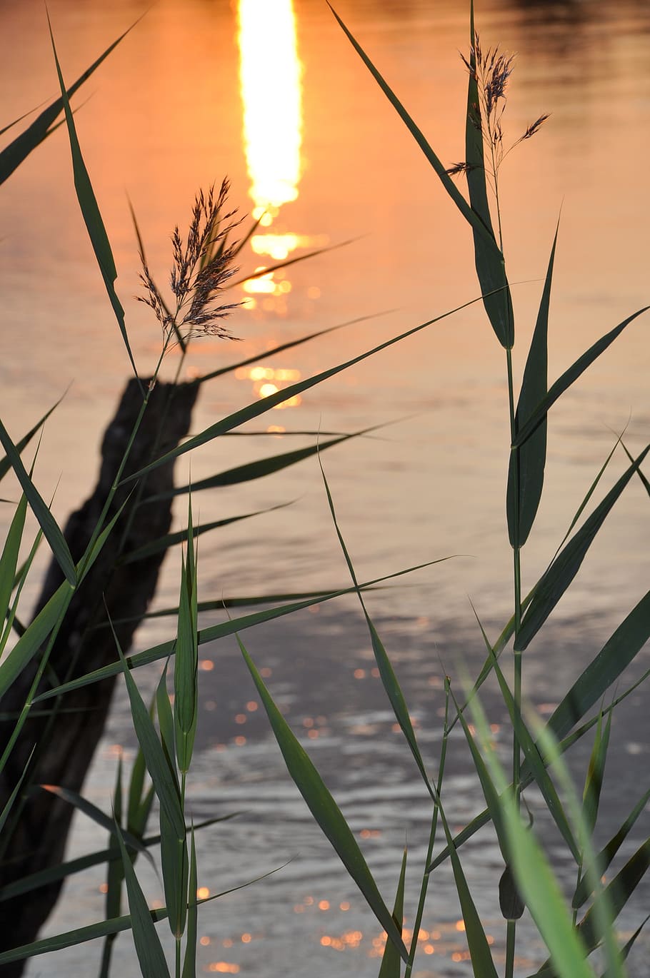 sunset, the sun, river, vegetation, plant, growth, beauty in nature HD wallpaper