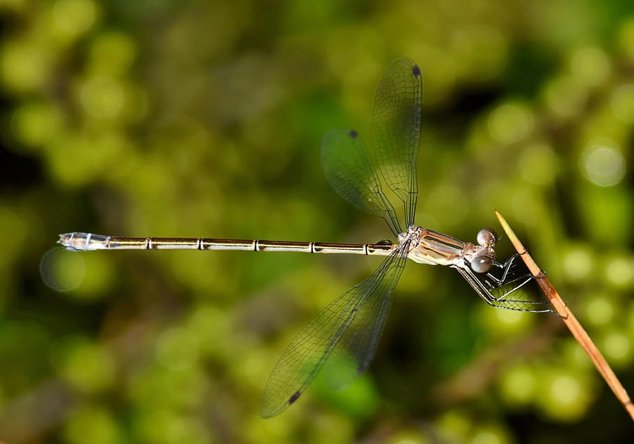 brown damselfly perched on stick selective focus photography HD wallpaper