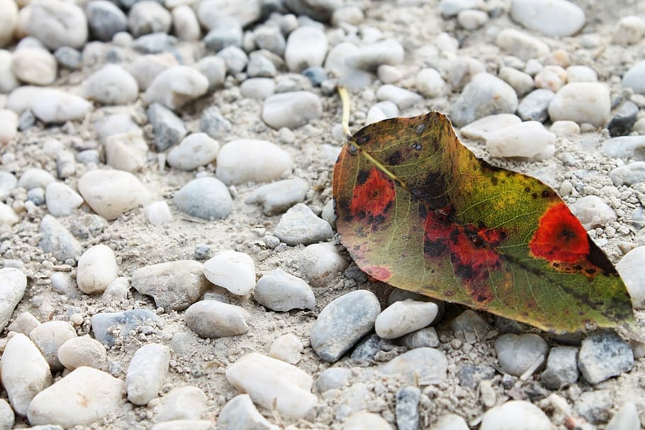 Leaf, Transience, autumn, one animal, pebble, multi colored HD wallpaper