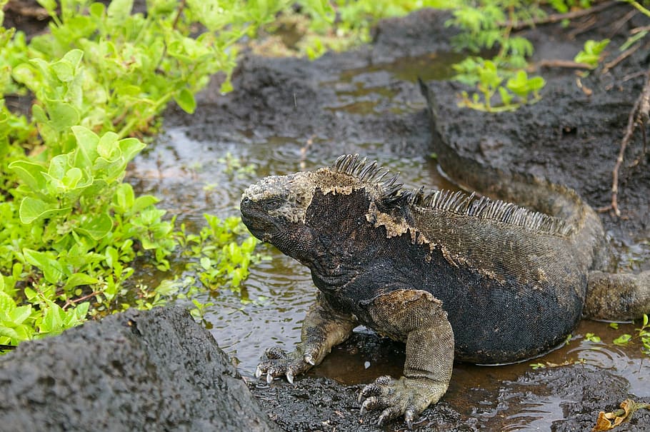nature, galapagos, waters, lizard, rock, reptile, animal world HD wallpaper
