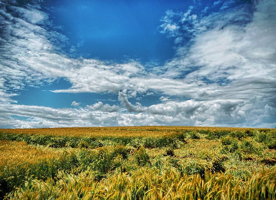Field, Corn, Agriculture, Wheat, Nature, summer, sky, country HD wallpaper