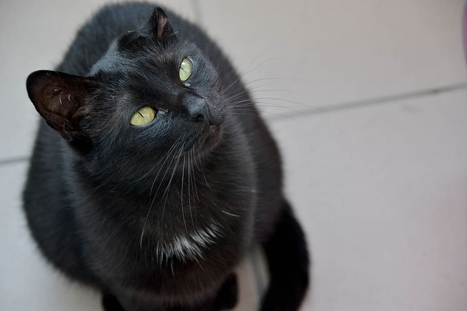 cat, black cat, cat's eyes, sitting cat, cat staring, domestic cat, HD wallpaper