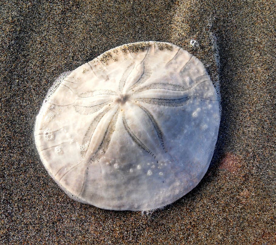 round white shell fossil on gray sand, sand dollar, sanddollar, HD wallpaper