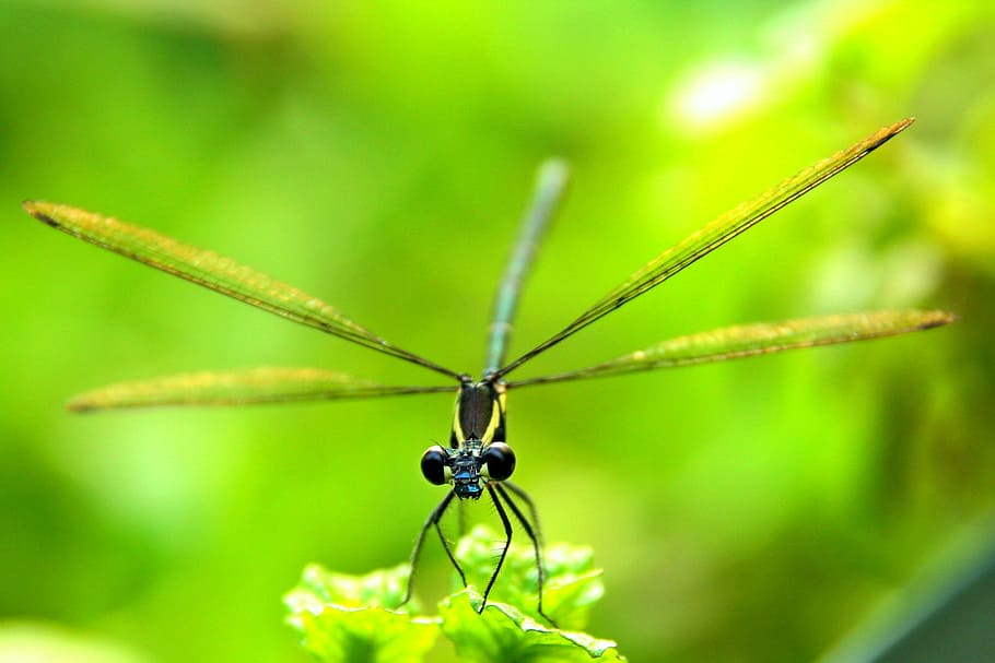 insect, bug, natural, nature, dragonfly, animal, close-up, macro HD wallpaper
