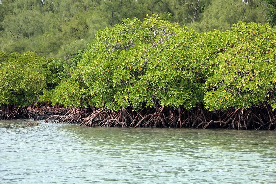 Wall Mural Photo Wallpaper Al Reem Mangroves | Shop now!