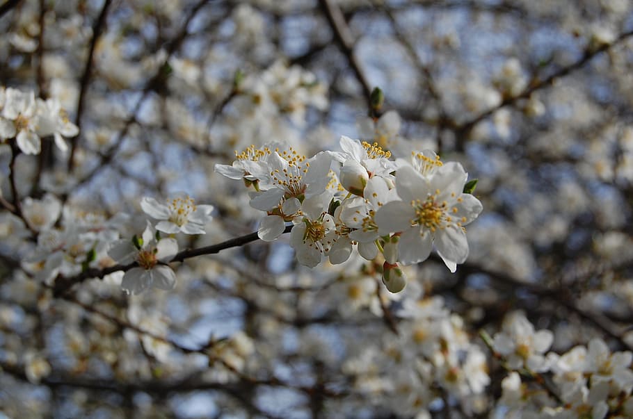 blossom, spring, flowers, fruit tree, white flowers, branch HD wallpaper