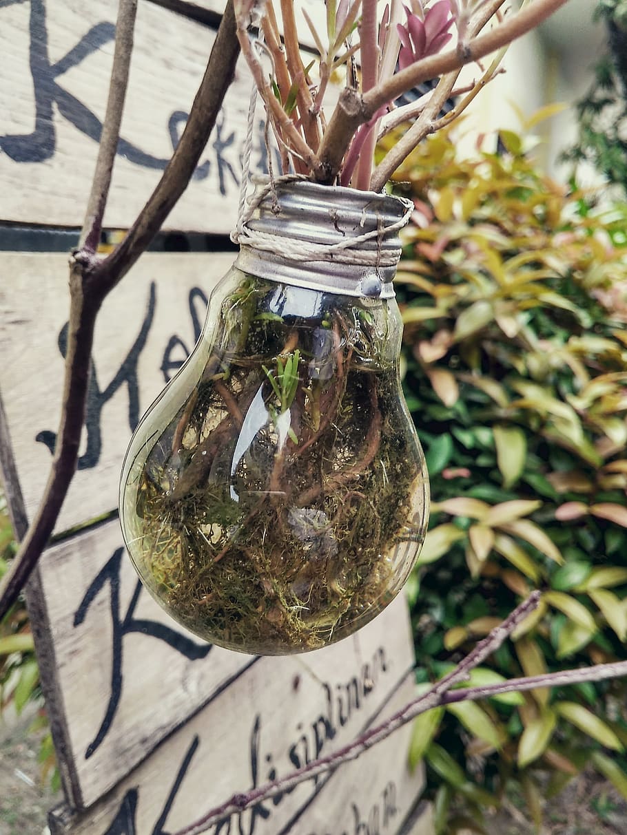lamp, plants, think, creative, jar, container, glass - material HD wallpaper