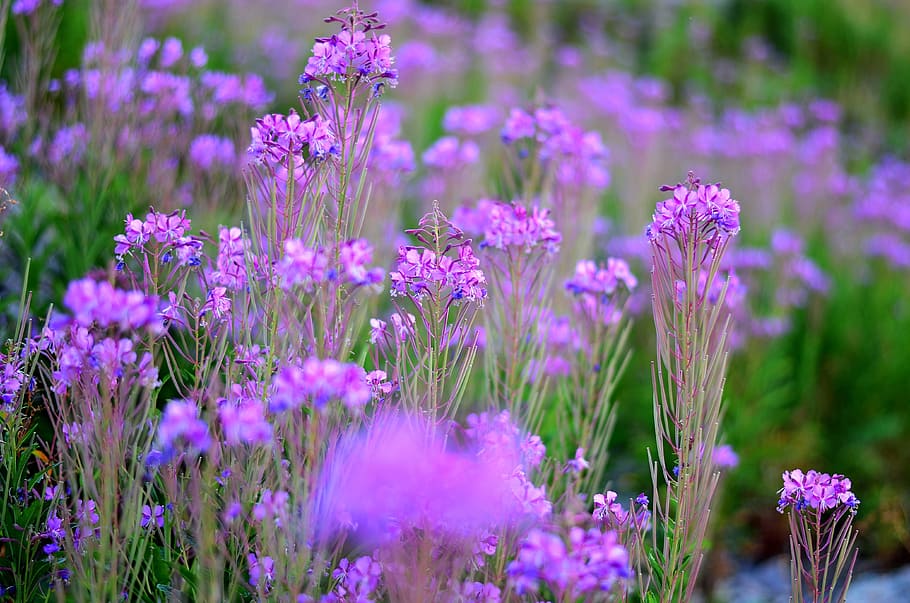 Flower, Nature, Spring, Plant, spring flowers, green, macro HD wallpaper
