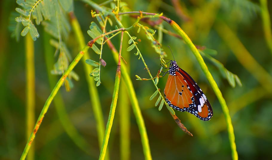 butterfly, pierid, lepidoptera, insects, invertebrate, animal themes HD wallpaper