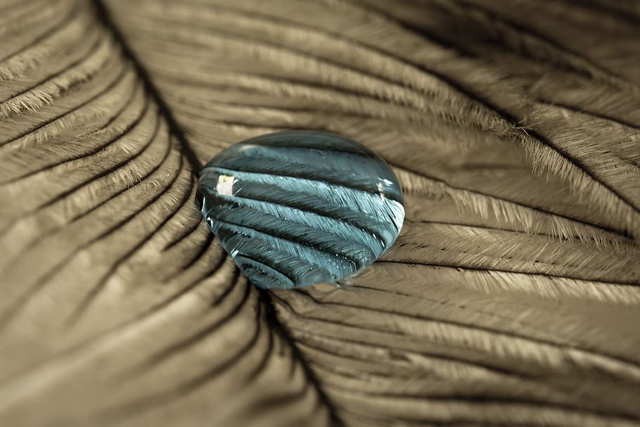 strauss spring, drip, feather, close, macro, background, drop of water HD wallpaper