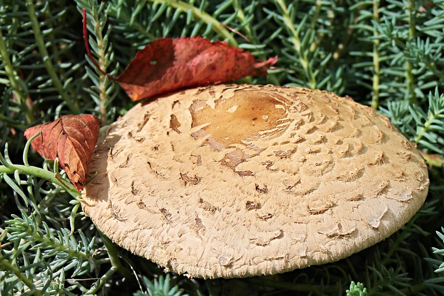 parasol, screen fungus, mushroom, boletes, giant schirmling, HD wallpaper