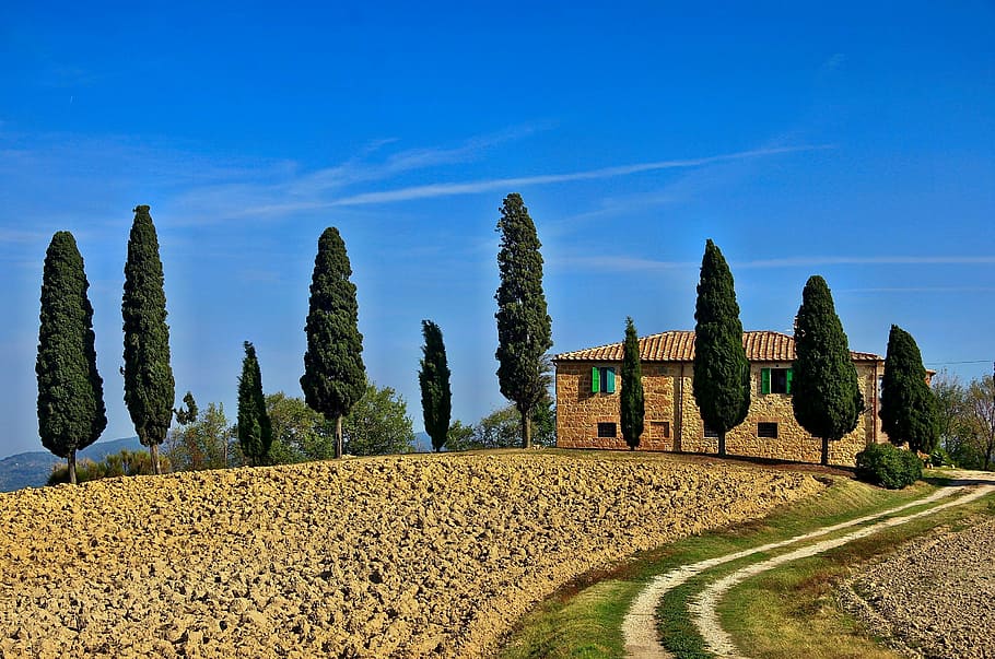 house surround by pine trees, tuscany, italy, mediterranean, cypress Tree, HD wallpaper