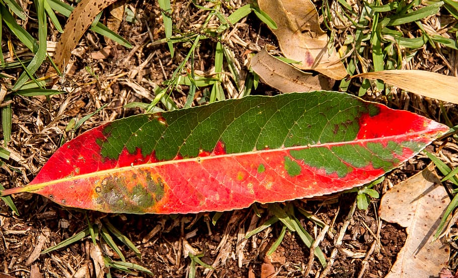 leaf, forest, rain forest, floor, red, green, fallen, bright HD wallpaper