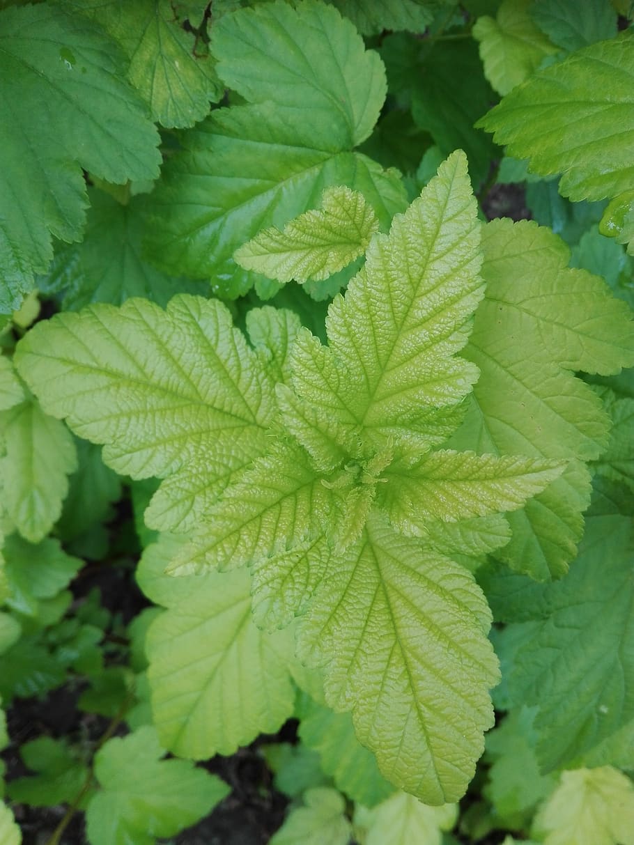currant, green, nature, leaf, plant part, green color, close-up HD wallpaper