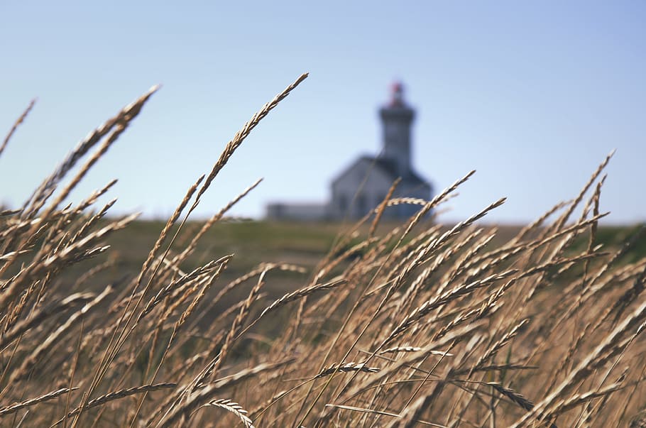 shallow focus photography of white church, selective focus photography of wheat near building with lighthouse at daytime HD wallpaper