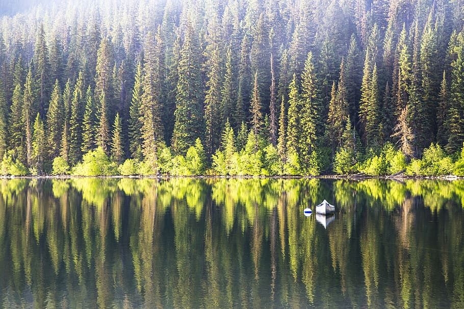 landscape photography of green leafed trees, scenic, water HD wallpaper