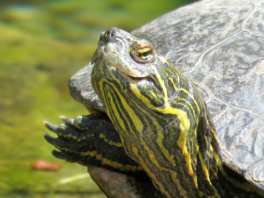turtle, turtle head, tortoise, shell, animal wildlife, animal themes HD wallpaper
