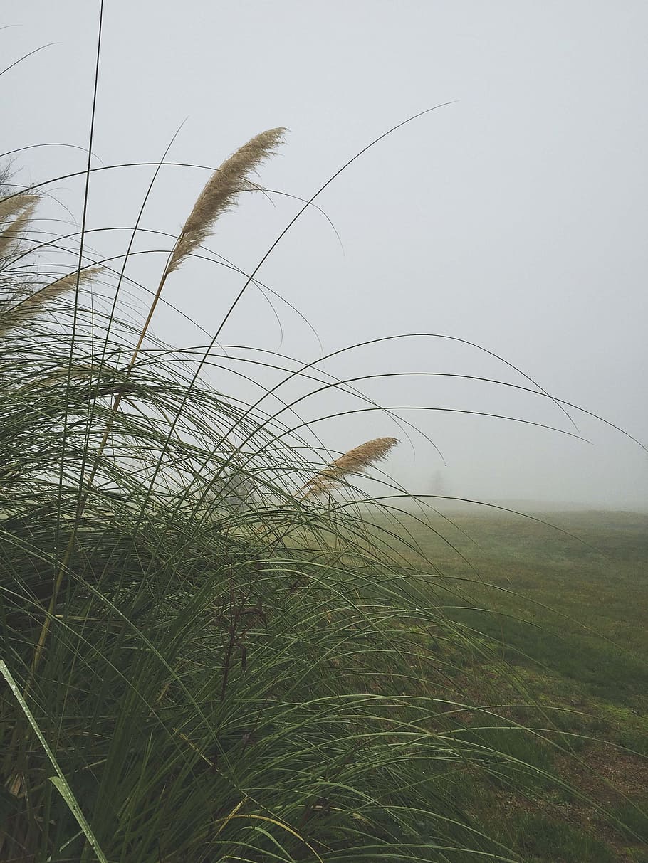 Fog, Grass, Weeds, Mist, Season, green, foggy, day, landscape HD wallpaper