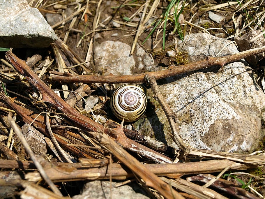 snail, shell, spiral, time, slowly, rest, small, hidden, mollusk HD wallpaper