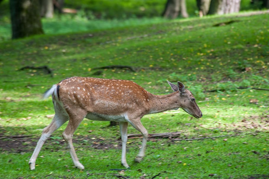 damm wild, ears, brown, grass, trees, animals in the wild, animal wildlife HD wallpaper
