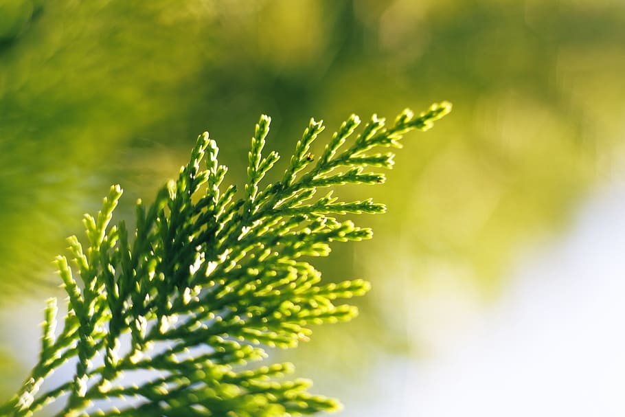 branch, tree, green, spring, summer, natural, garden, environment HD wallpaper