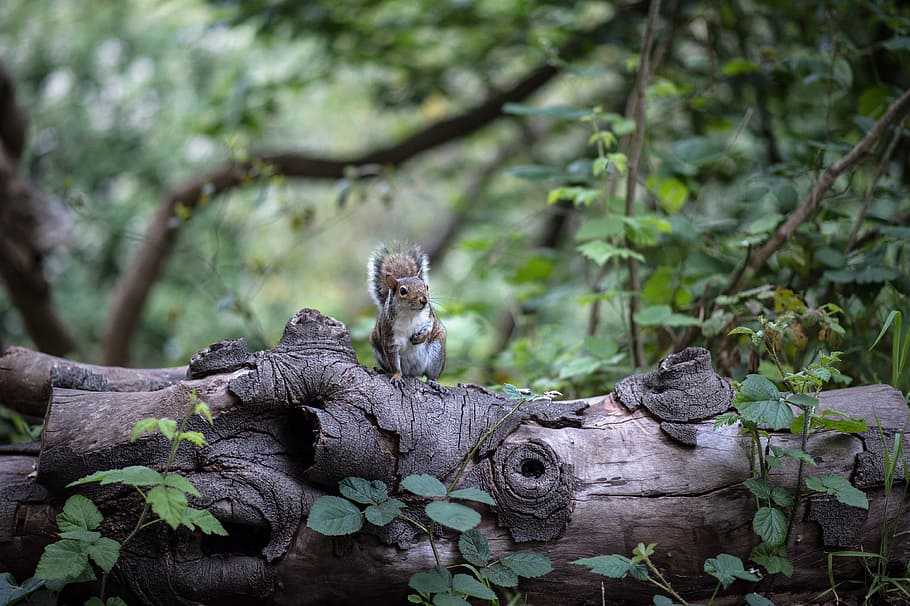 brown and white squirrel on brown tree trunk, brown and white squirrel on tree log near plants at daytime, HD wallpaper