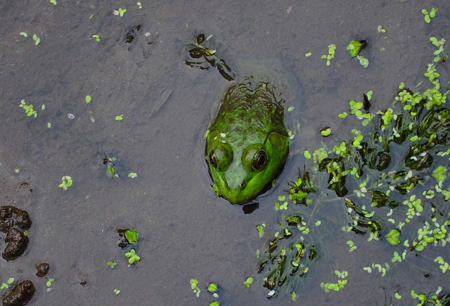 Frog, Pond, Spring, Spring, Green, Amphibian, wildlife, nature HD wallpaper
