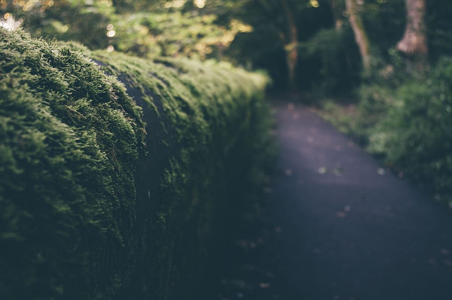 tilt-shift lens photography of hedge, trees, shrubs, path, trail HD wallpaper