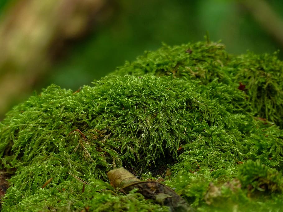 moss, close, green, nature, green color, plant, growth, no people HD wallpaper