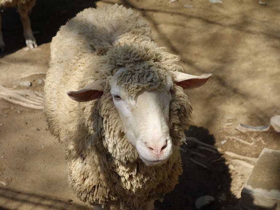 sheep, petting zoo, livestock, mammal, domestic animals, animal themes HD wallpaper