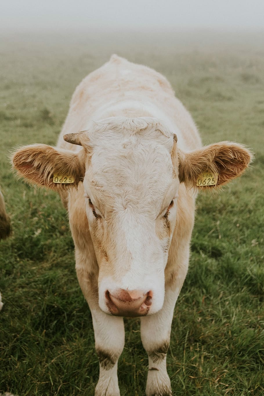 brown cattle standing on green grass, white animal standing on grass HD wallpaper