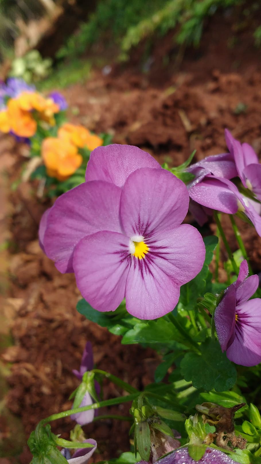 flowers, earth, basics, caara, cellular, cute, nature, garden HD wallpaper