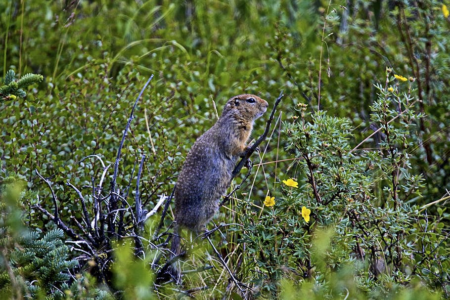 ground squirrel, alaska, wildlife, animal themes, animal wildlife HD wallpaper