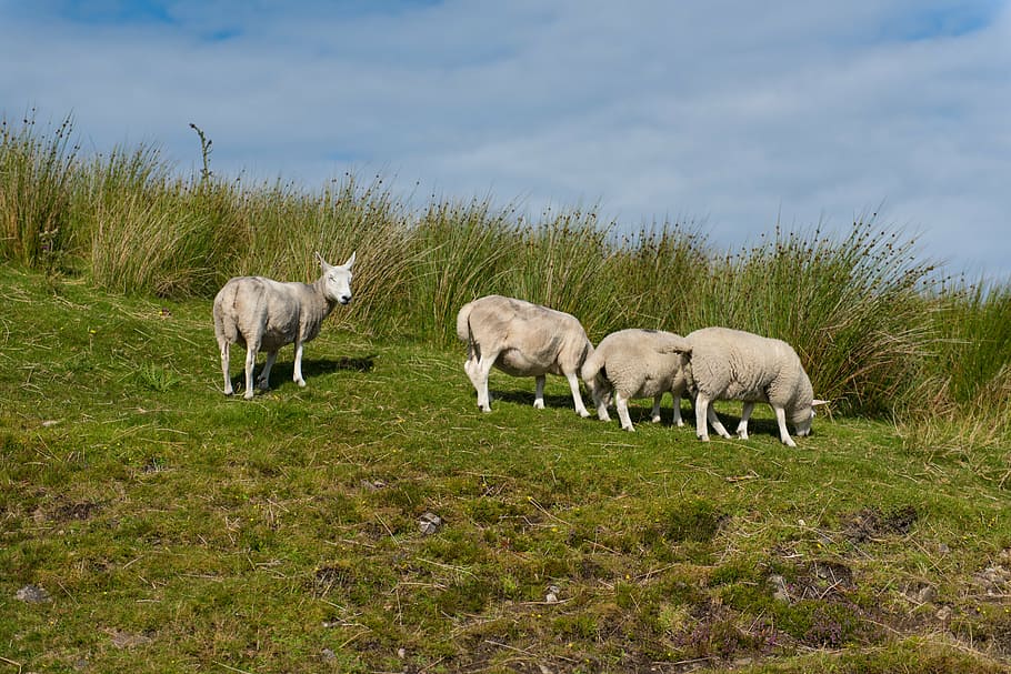sheep, flock, grass, green, meadow, nature, lamb, cattle, field HD wallpaper