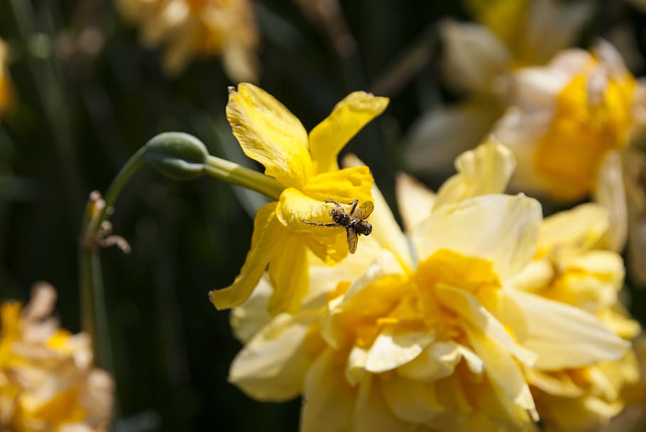 insects, flower, bee, nature, flowers, spring, yellow, plant HD wallpaper