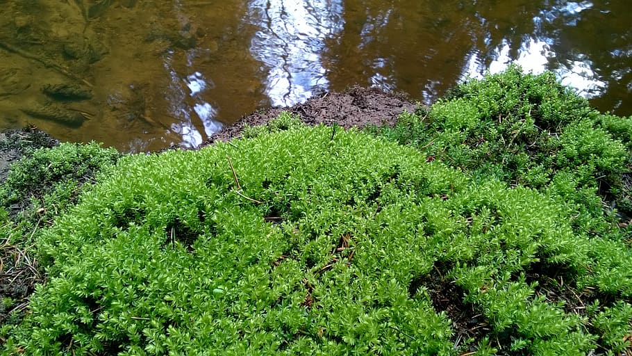 moss, forest, bach, water, green color, plant, growth, nature HD wallpaper