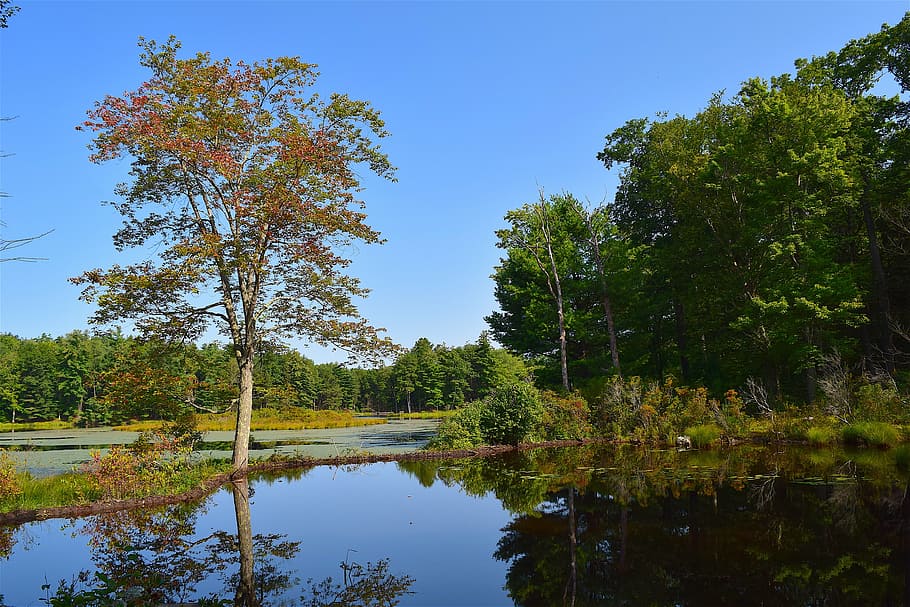 pond, tree, reflection, water, morning, summer, nature, landscape HD wallpaper