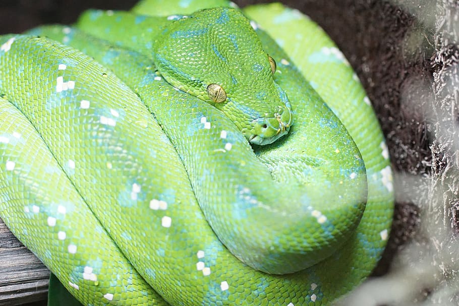 green tree python, snake, reptile, non toxic, zoo, wild nature HD wallpaper