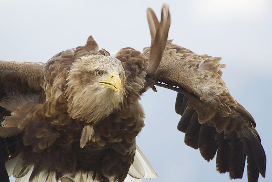 brown eagle, flight, bird, wildlife, predator, flying, nature HD wallpaper