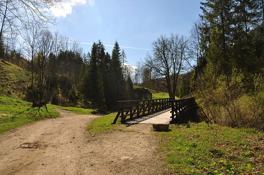 bridge, way, tree, nature, wooden bridge, landscape, forest HD wallpaper