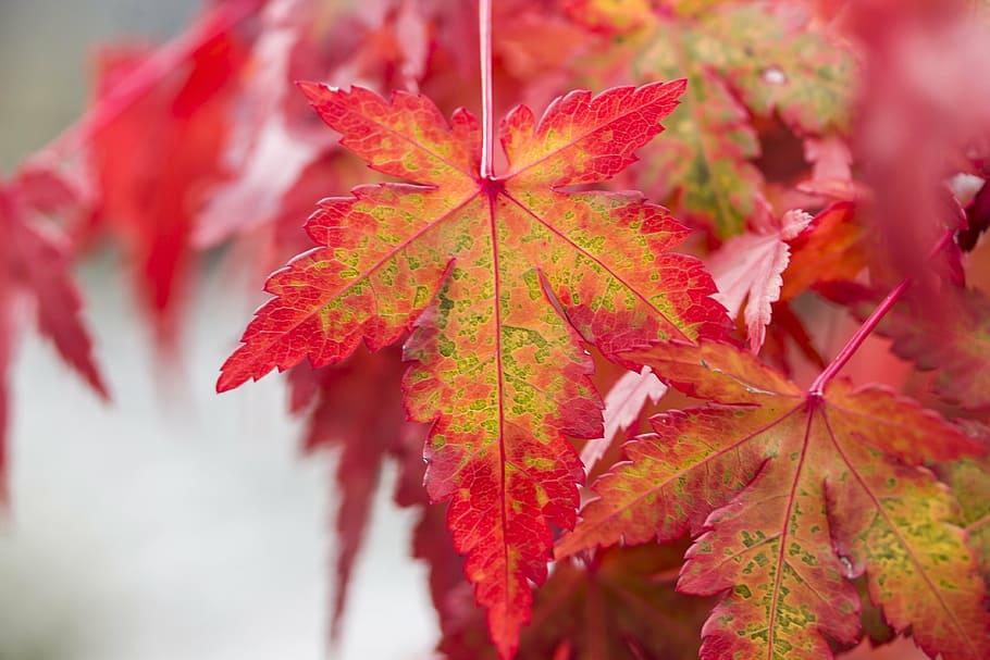 red and green leaf closeup photo, foliage, maple leaf, japan maple HD wallpaper