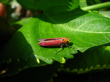 planthopper, insect, pink, bug, macro, red, nature, animal HD wallpaper