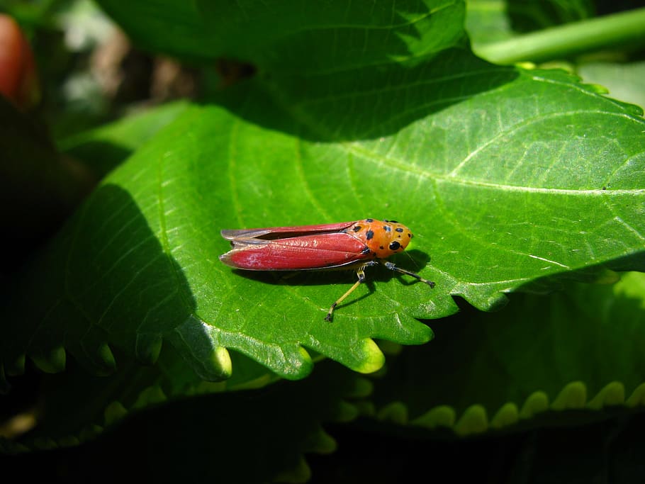 planthopper, insect, pink, bug, macro, red, nature, animal HD wallpaper
