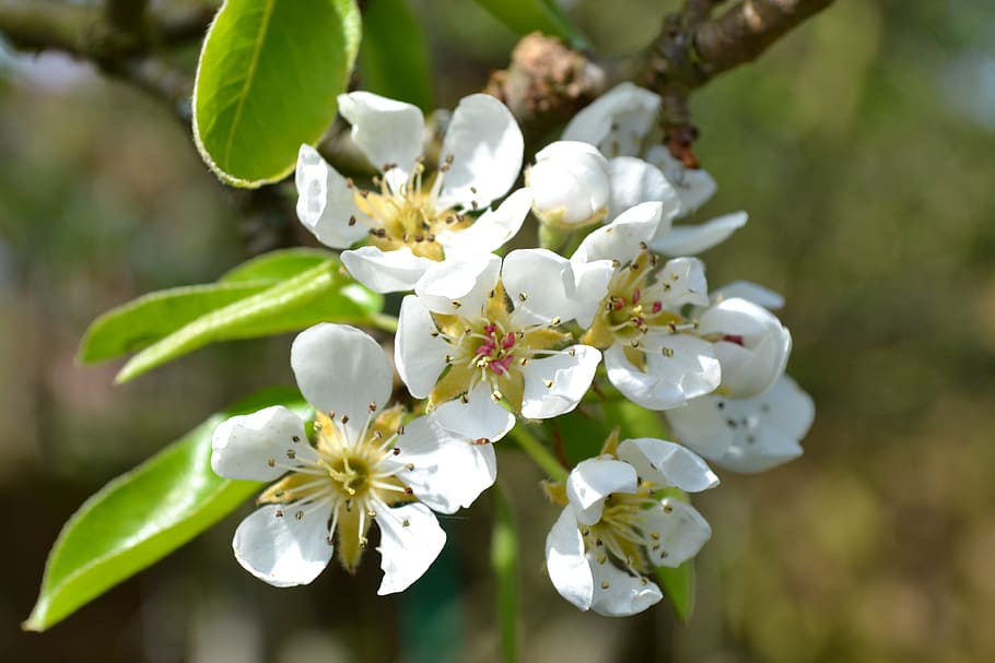 HD wallpaper: Pear, Blossom, Flower, Pink, Close-Up, bud, nature, sun