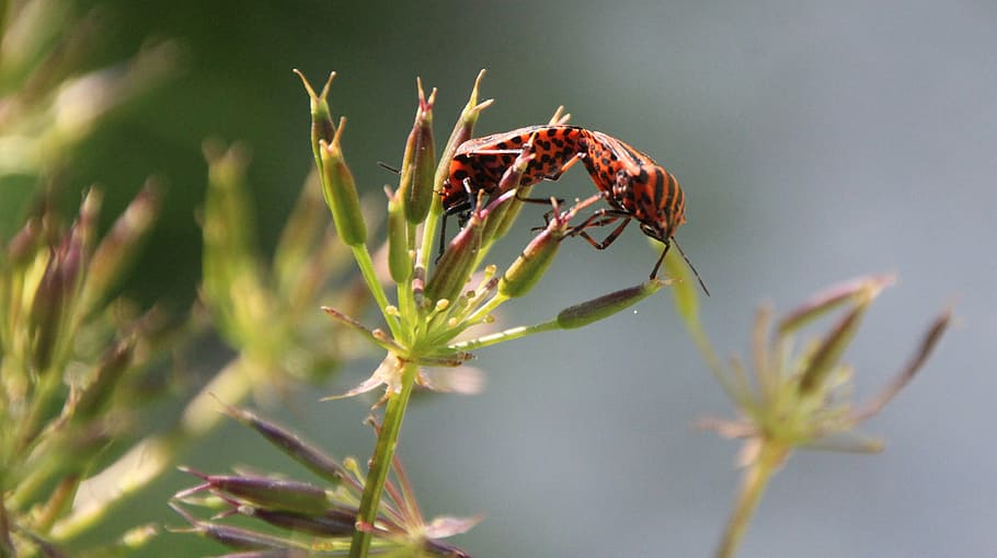 beetle, red, love, animal themes, animal wildlife, insect, invertebrate HD wallpaper